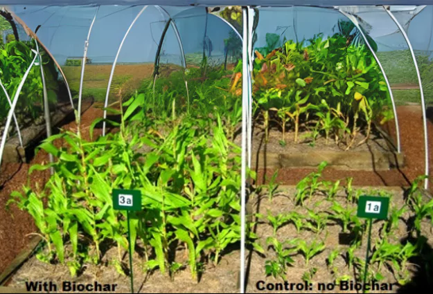 Grow Healthier Plants