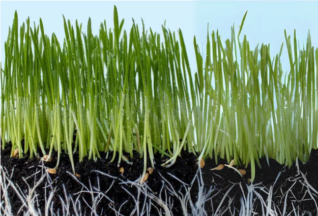 Why Gardeners Love Biochar